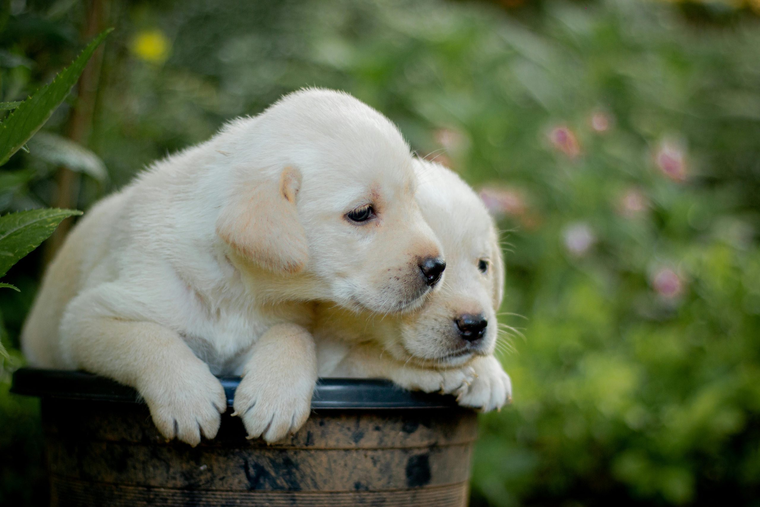 Cute Labrador Retriever puppies lounging together in a garden for a heartwarming pet portrait.